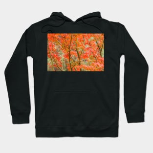 Japanese Maple Hoodie